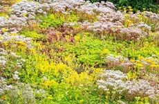 Afbeelding 1 van Daken van Het Podium steeds groener